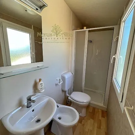 Morus Alba Gargano Foce Varano