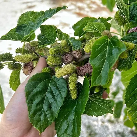 Lantgård Morus Alba Gargano Foce Varano