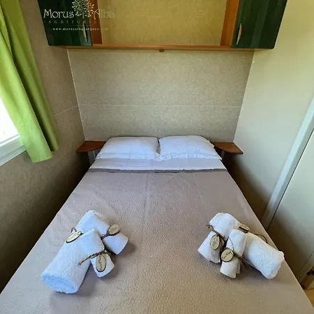 Lantgård Morus Alba Gargano Foce Varano