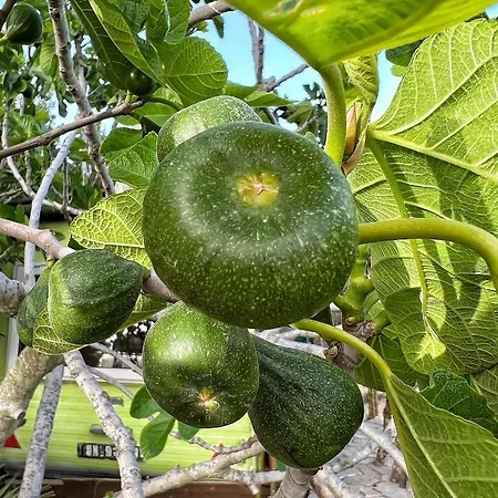 Morus Alba Gargano Lantgård