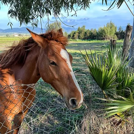 Farm stay Morus Alba Gargano Foce Varano