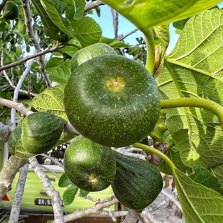 Morus Alba Gargano בית חווה