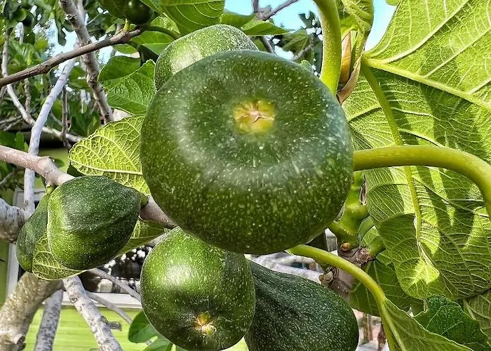 Morus Alba Gargano Alloggio per agriturismo