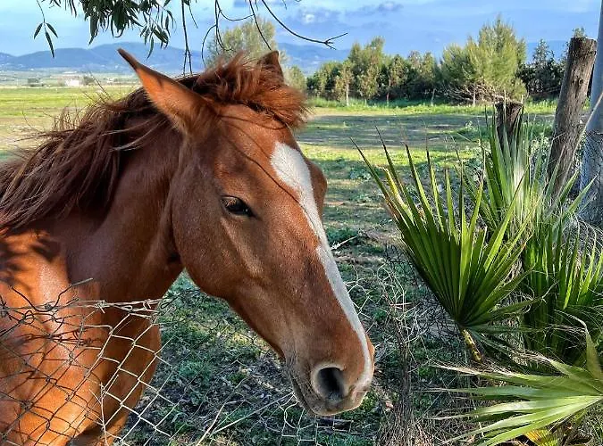 Alloggio per agriturismo Morus Alba Gargano Foce Varano